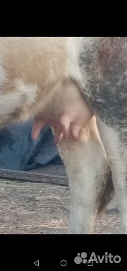 Корова тёлка бычок