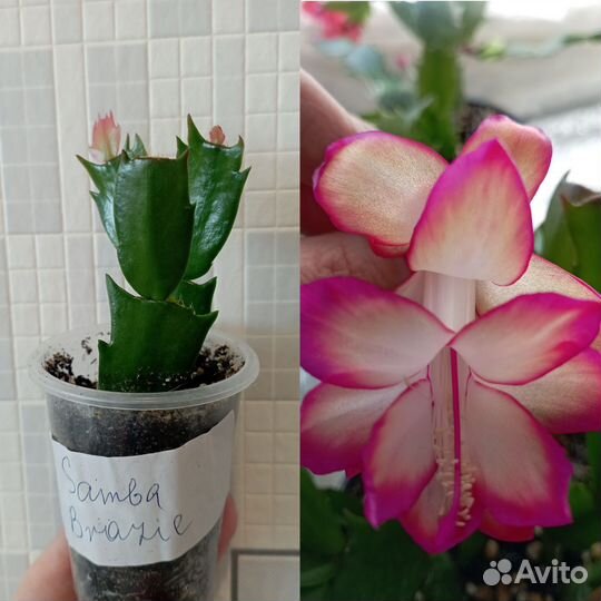 Декабрист шлюмбергера сортовые