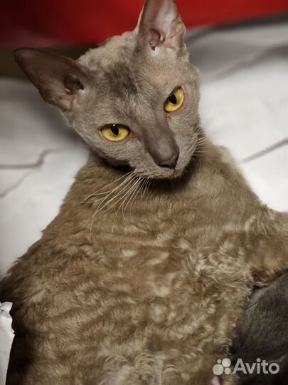 Котята Корниш Рекса