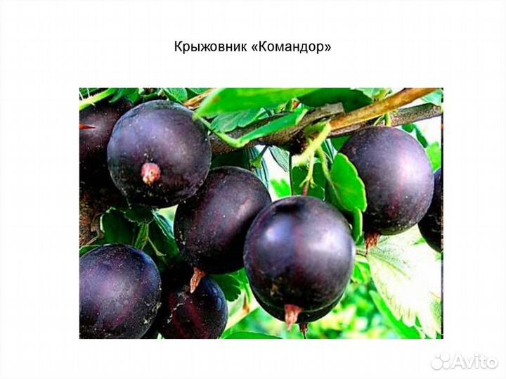 Саженцы крупного крыжовника Командор(в контейнере)