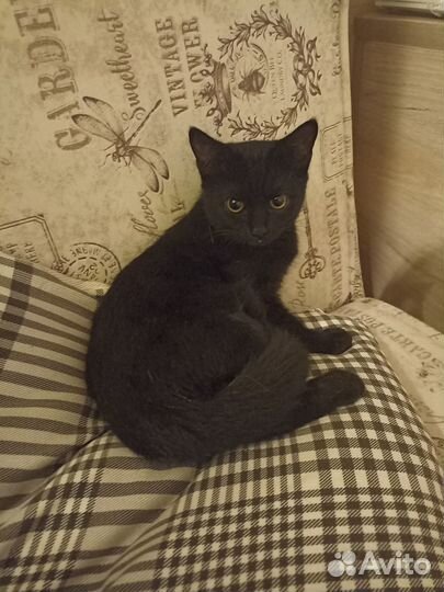Котëнок