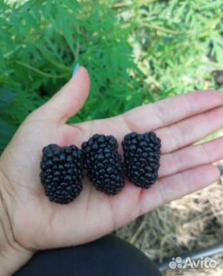 Ежевика блэк сатин