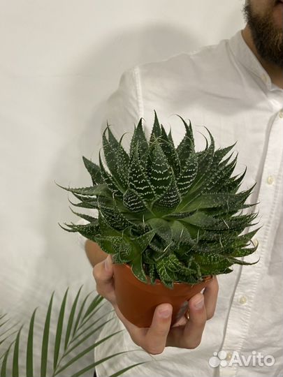 Алоэ Аристата