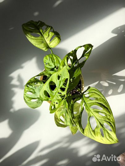 Монстера манки маск