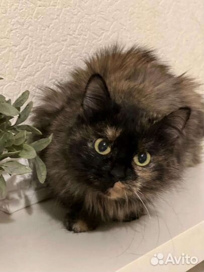 Кошка в поисках Дома