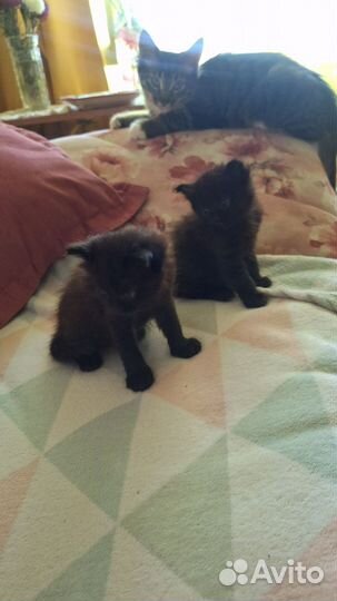 Домашние животные котята в Москве