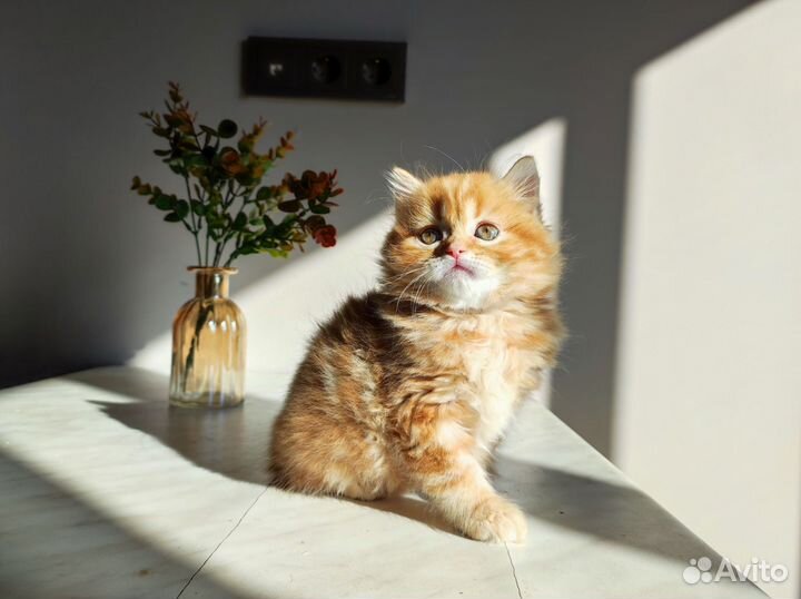 Шотландская красная мраморная девица