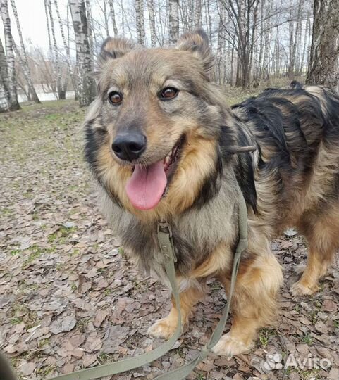 Нежная красавица Рокси