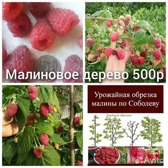 Малиновое дерево
