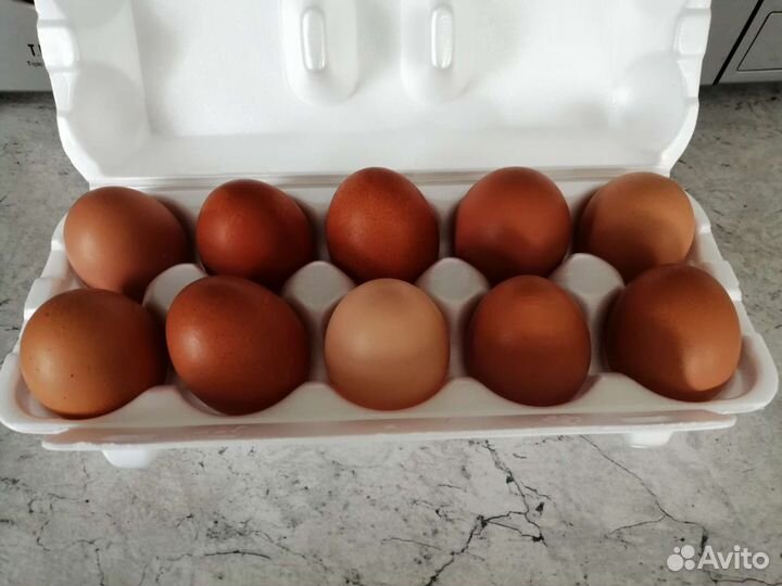 Молодые петухи, домашние куриные яйца