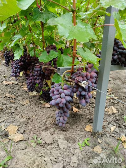 Саженцы винограда