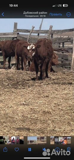 Тёлки 1,6 мес