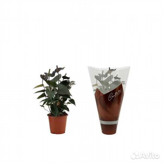 Антуриум и разное