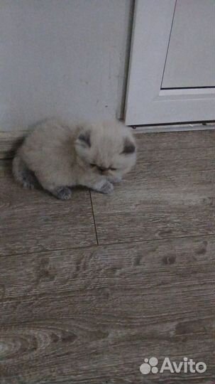 Персидские котята