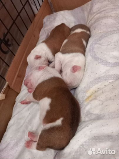 Щенок американского стаффордширского терьера