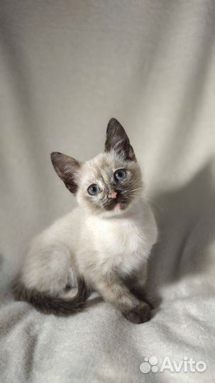 Сиамская кошечка