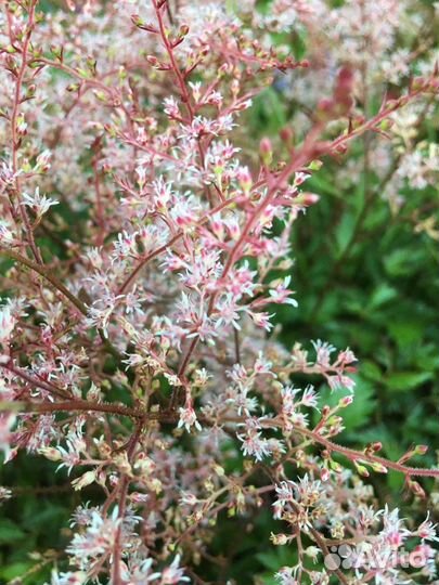 Астильба мини