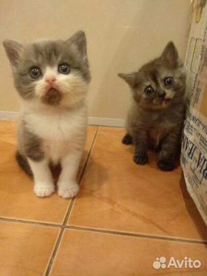 Продам котят