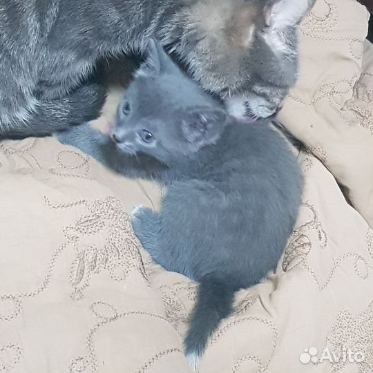 Котенок