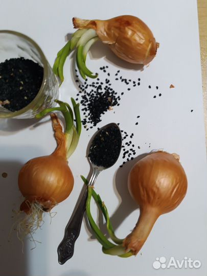 Семена лука чернушка Староверов