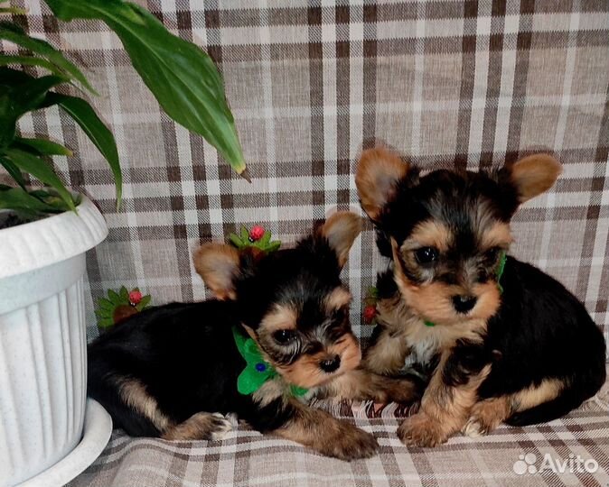 Щенки мини йорка