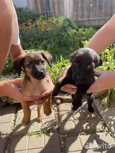 Отдадим 2-х маленьких девочек в добрые руки