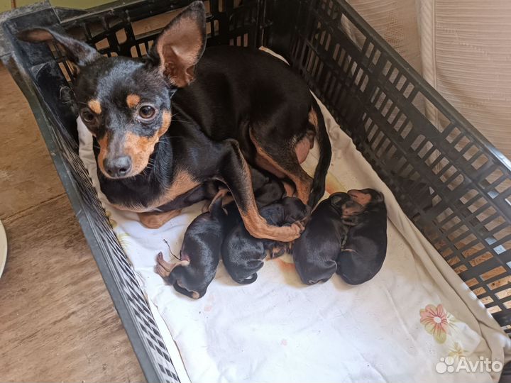 Щенки русский той-терьер