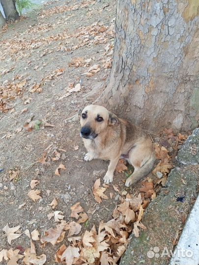 Пёс Беляш ищит дом