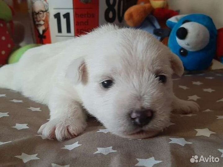 Белый терьер