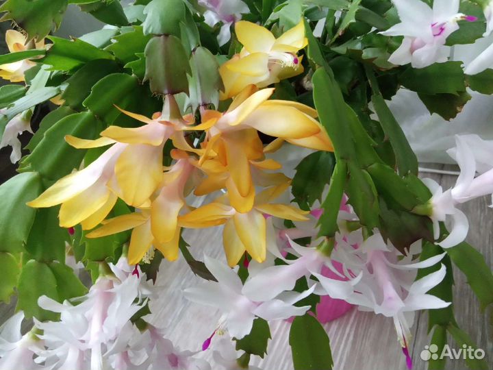 Комнатные Растения