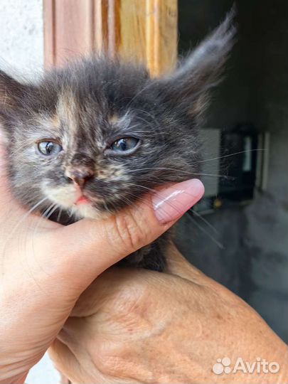 Отдам в добрые руки маленьких котят