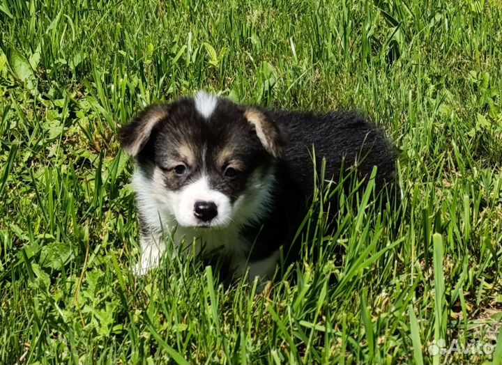 Щенки Вельш корги пемброк