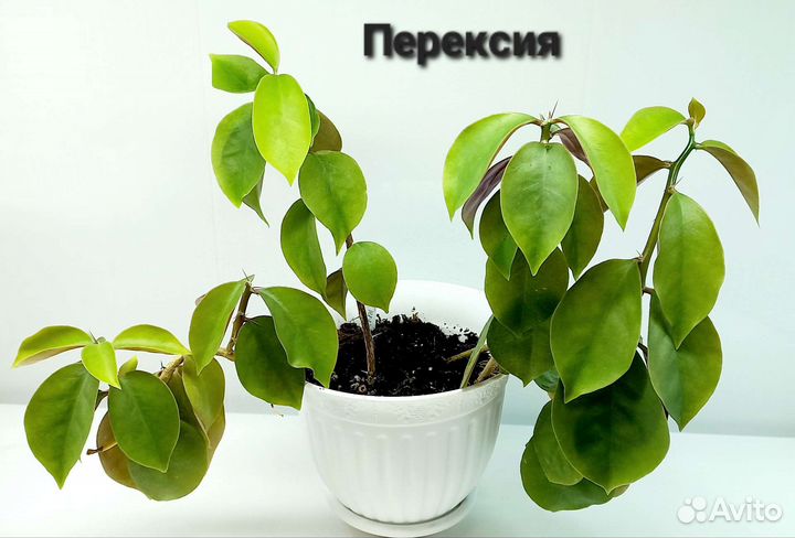 Аглаонема, драцена, перексия,педилантус