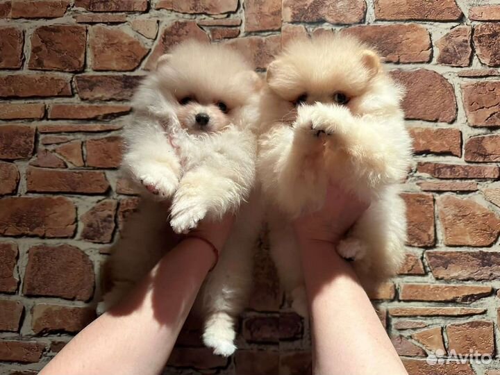 Мини девочки шпицы помы РКФ