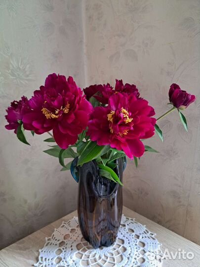 Пионы корни осенью