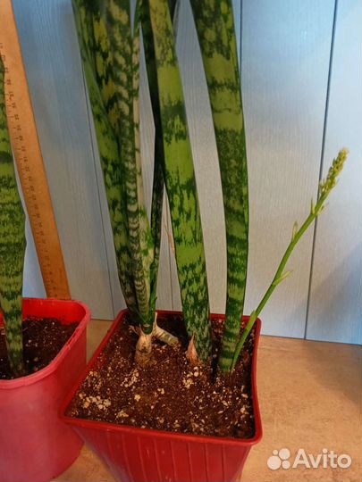 Сансевиерия