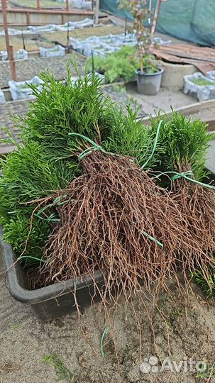 Саженцы туи смарагд окс