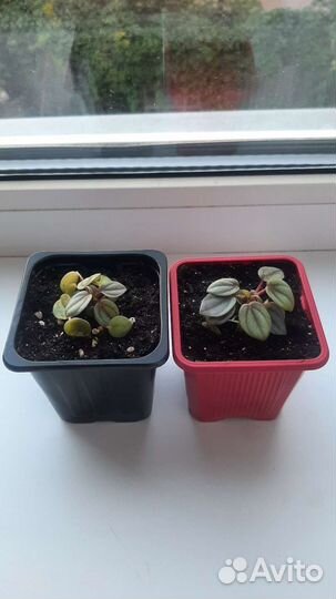 Пеперомия бамбино