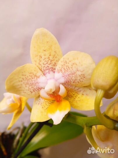 Орхидея фаленопсис Арома