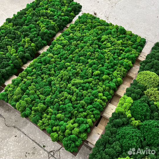 Панно из мха