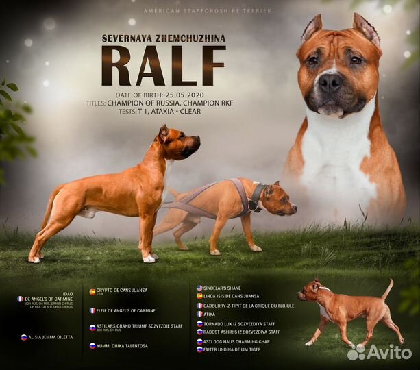 Кобель для вязки амстафф аст