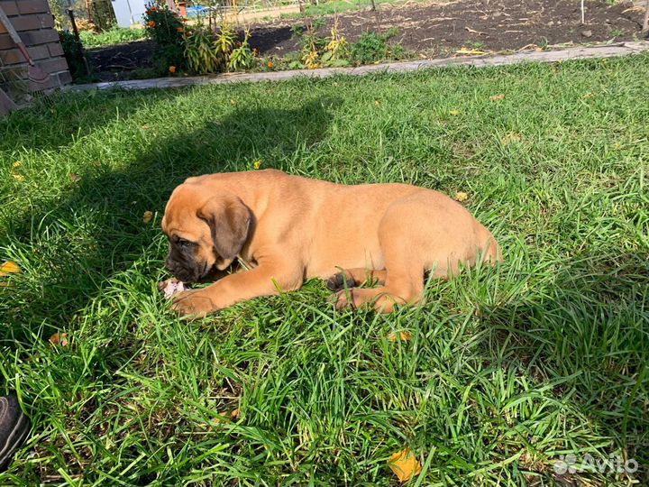 Южноафриканский бурбуль