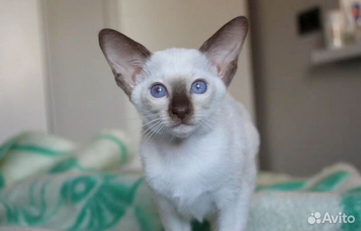 Сиамская кошка