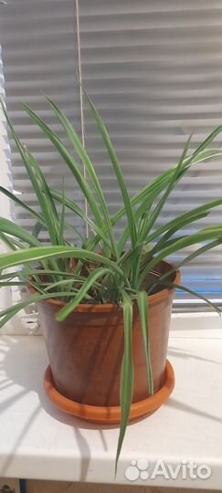 Хлорофитум