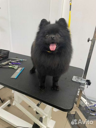 Груминг собак