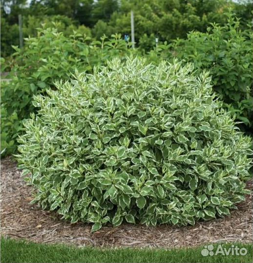 Дерен элегантиссима