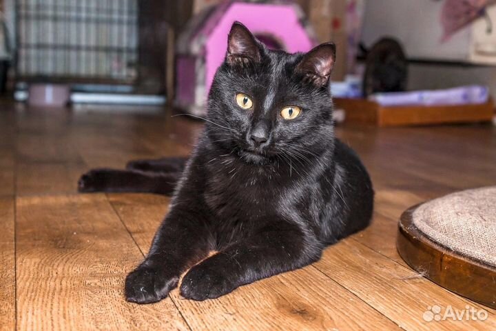 Кошка Элис