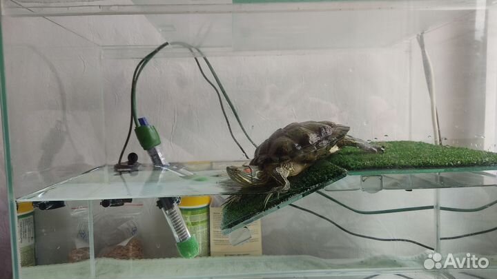 Красноухая черепаха с аквариумом