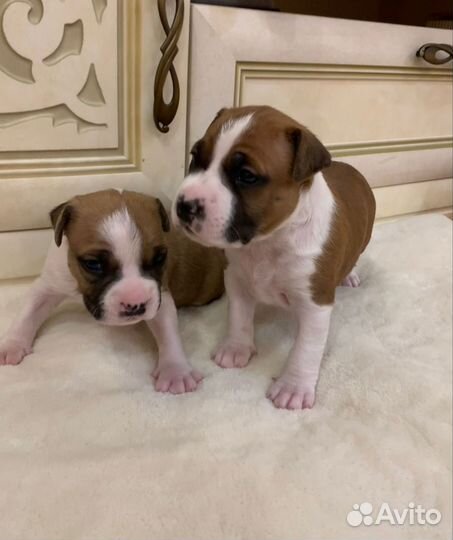 Щенки американского стаффорда