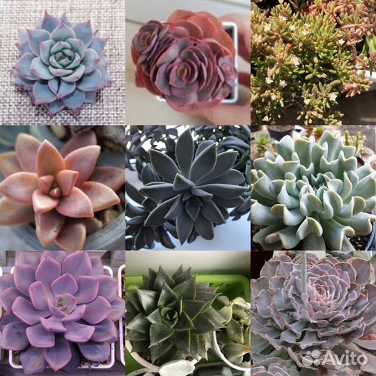 Детки суккулентов